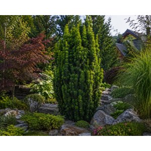 Tis obyčajný (Taxus x media) ´FARMEN´ - výška 20-30 cm, kont. C2L